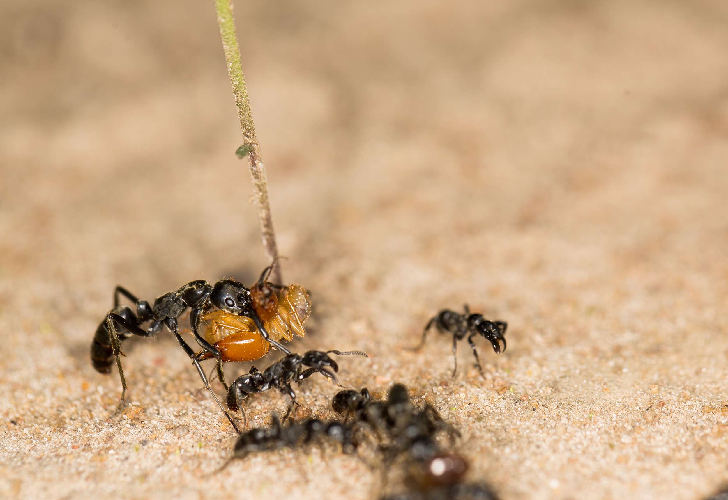 Megaponera ants carrying termites