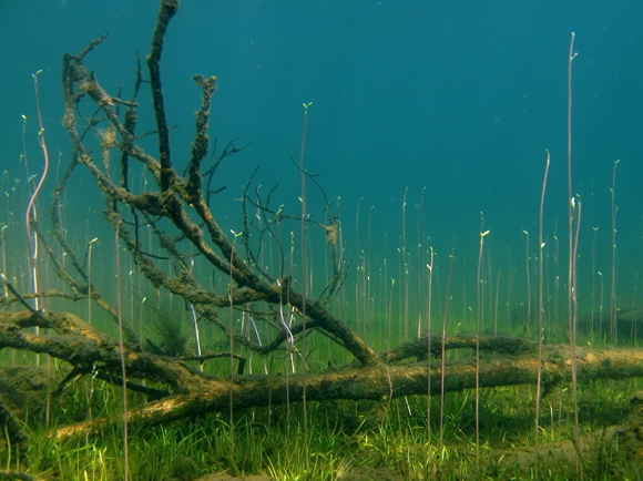 underwater river plants