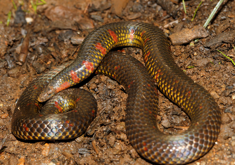 Uropeltis maculata, a member of the fossorial snake family Uropeltidae