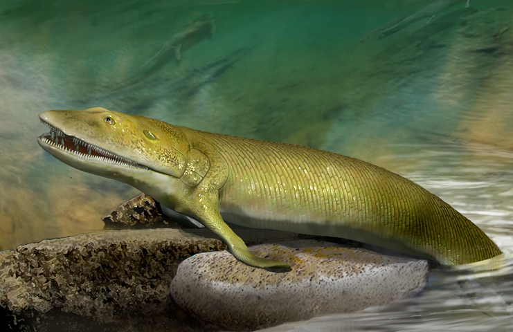 Elpistostege: a fish with legs or a tetrapod with fins? - TheScienceBreaker