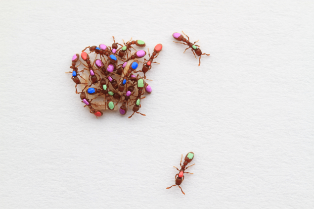 A group of clonal raider ants, hand-painted so as to be individually recognized by our tracking software.