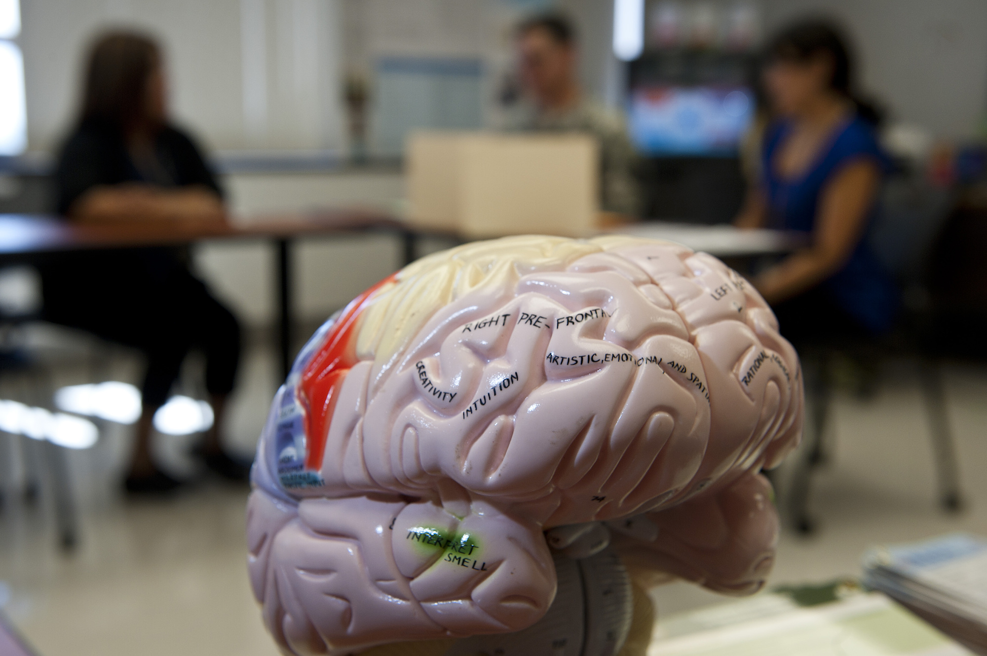 Exploring the development of the neocortex - TheScienceBreaker