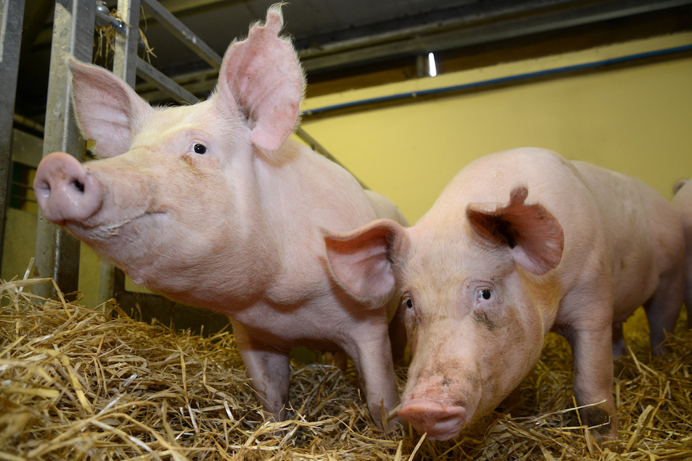 These gene-edited pigs are resistant to one of the world’s most costly animal diseases, PRRS virus.