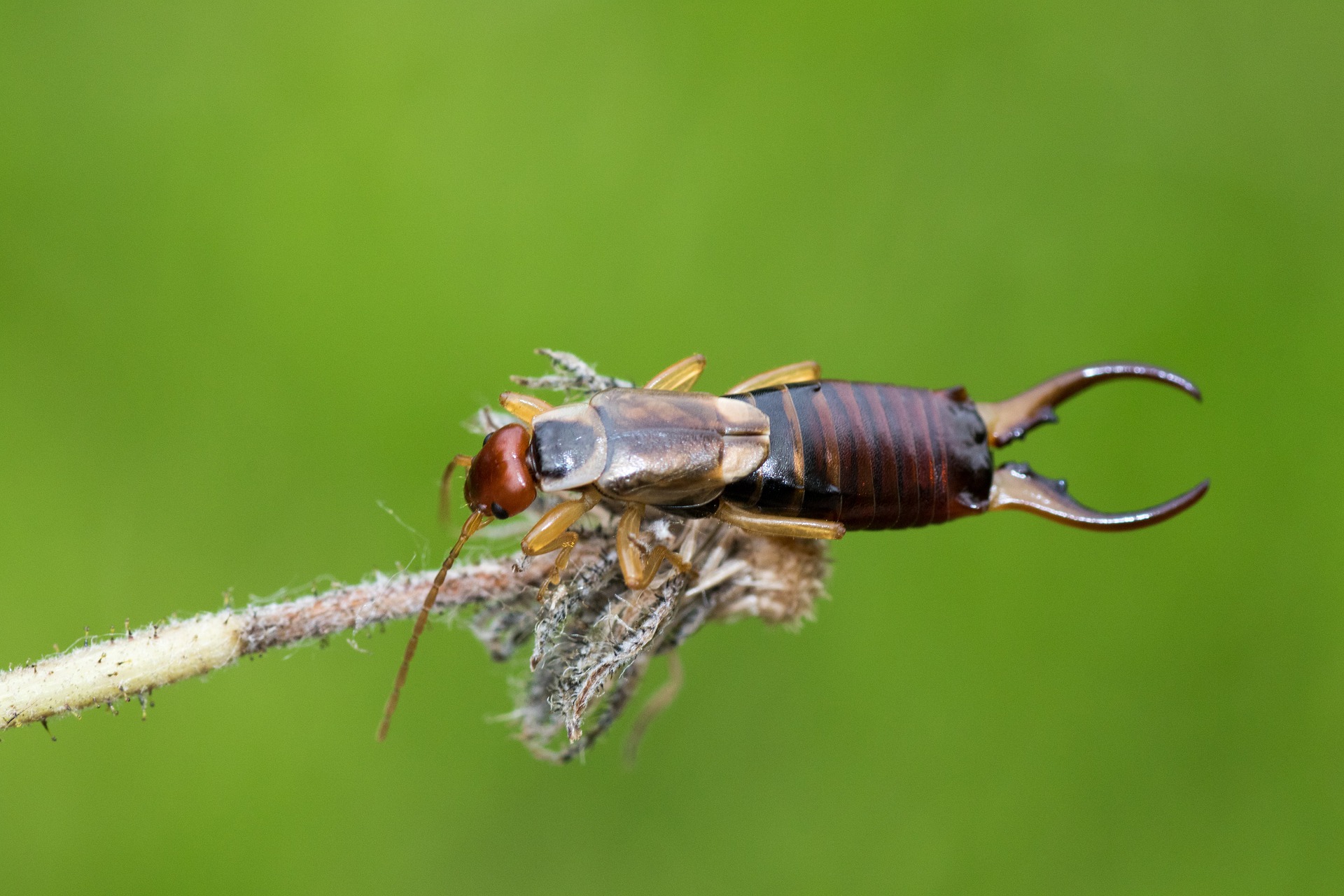 Forficula auricularia adult male