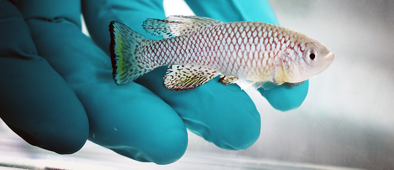 The model organism Turquoise killifish