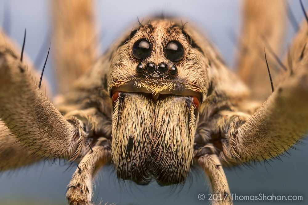 orange wolf spider