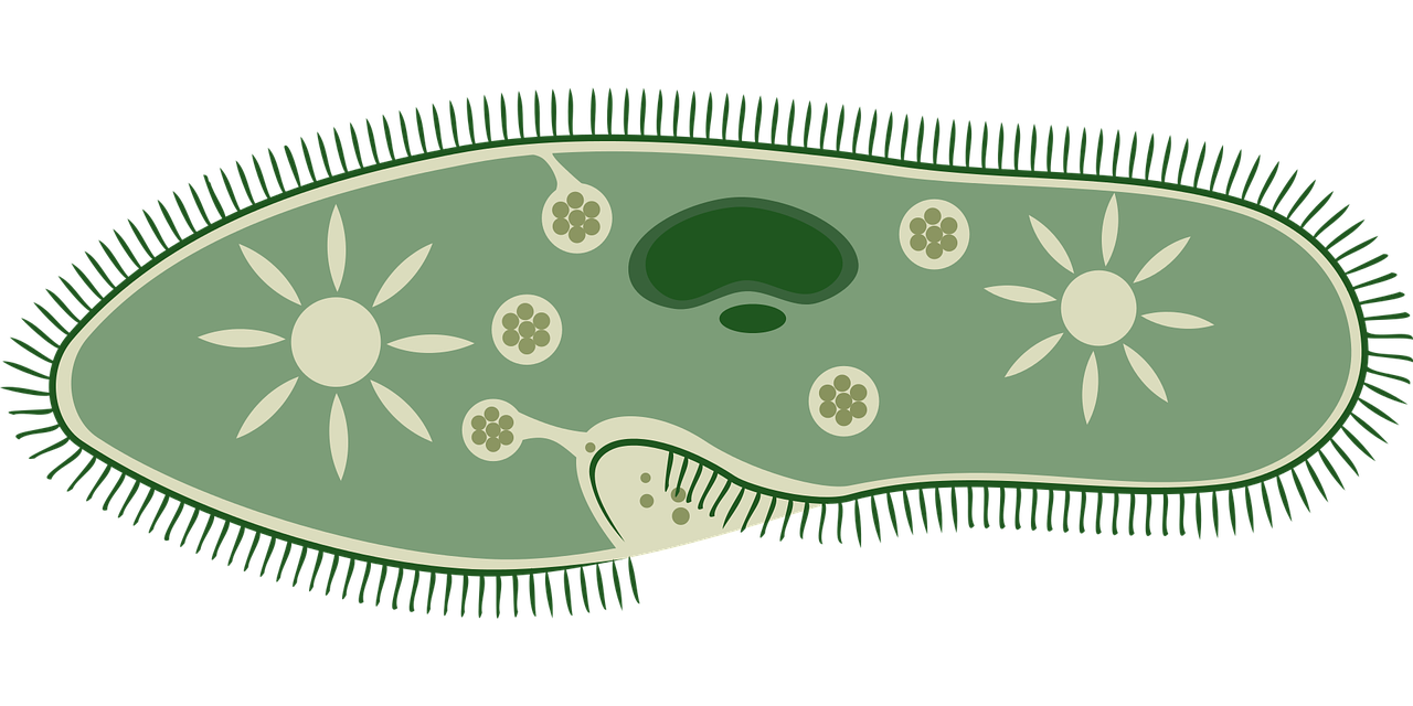 Artist impression of a Paramecium