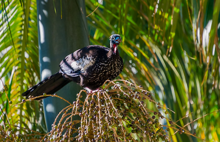 A black-fronted Piping-guan (Pipile jacutinga) on a Juçara palm (Euterpe edulis).