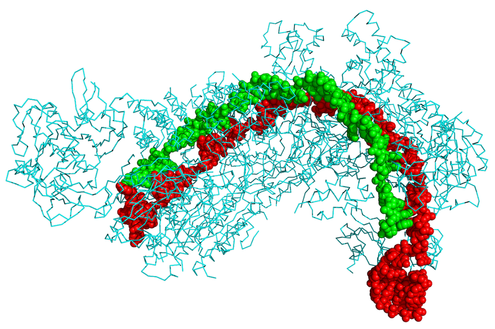 CRISPR Cascade protein (cyan) bound to CRISPR RNA (green) and viral DNA (red)