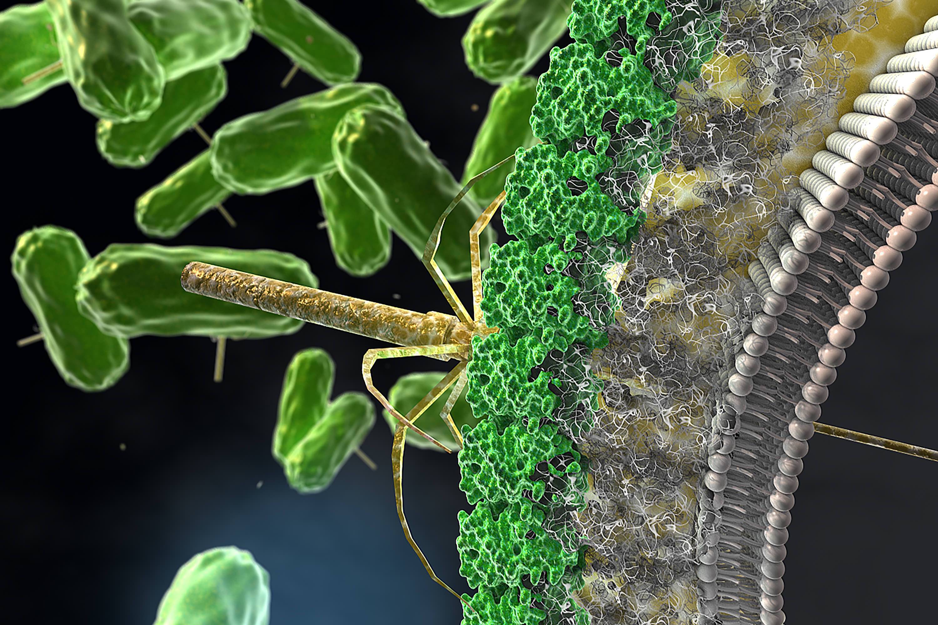 The nano killing-machine bound to the surface of a C. difficile cell (artist impression)