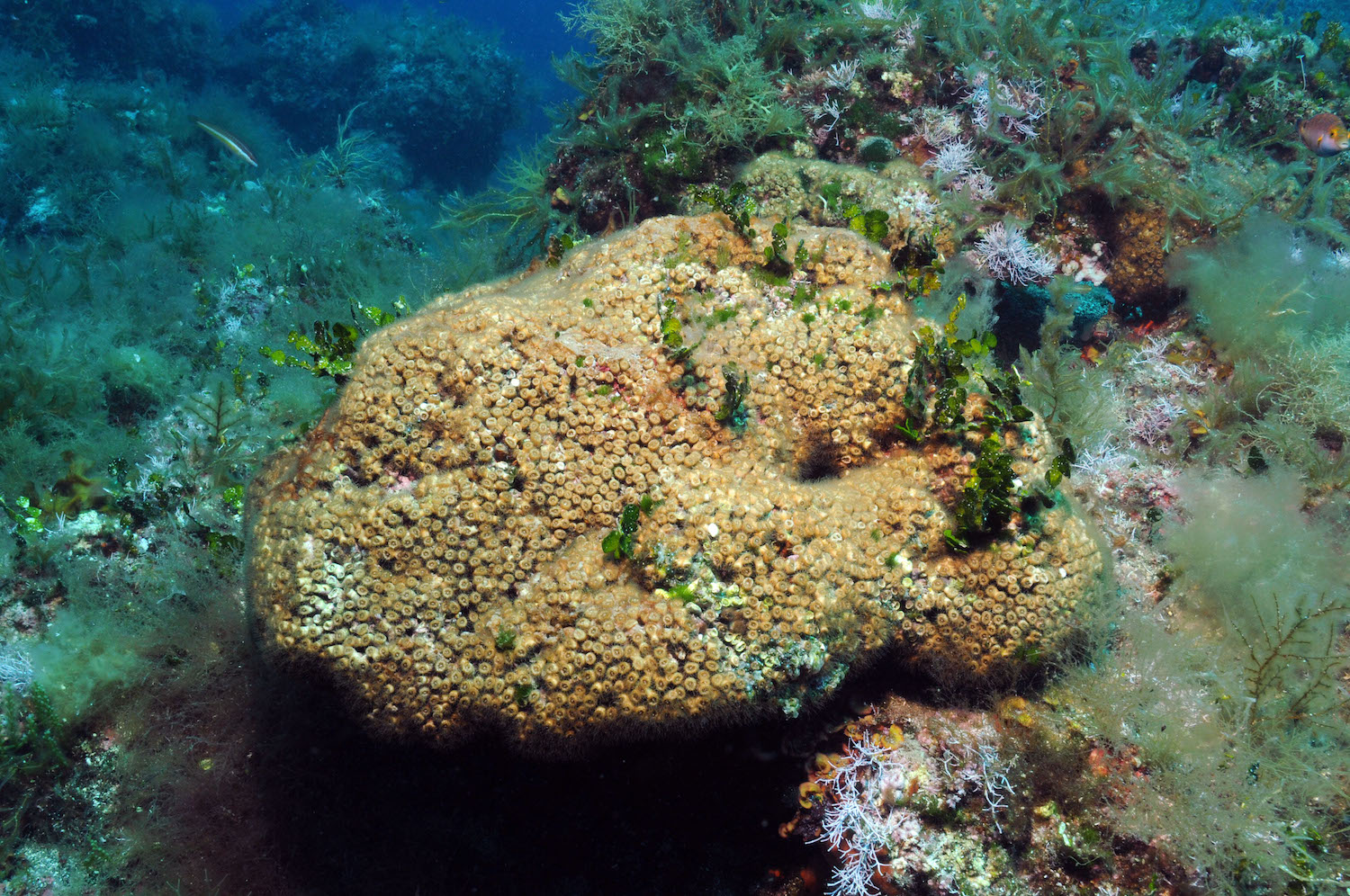 Cladocora caespitosa colony in the Columbretes Islands Marine Reserve.
