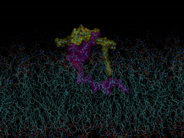 Computer simulation of the new vancomycin (yellow) derivative sitting on the surface of a bacteria, with the greasy tail of the ‘vancapticin’ (purple) inserting into the bacterial membrane (light blue).