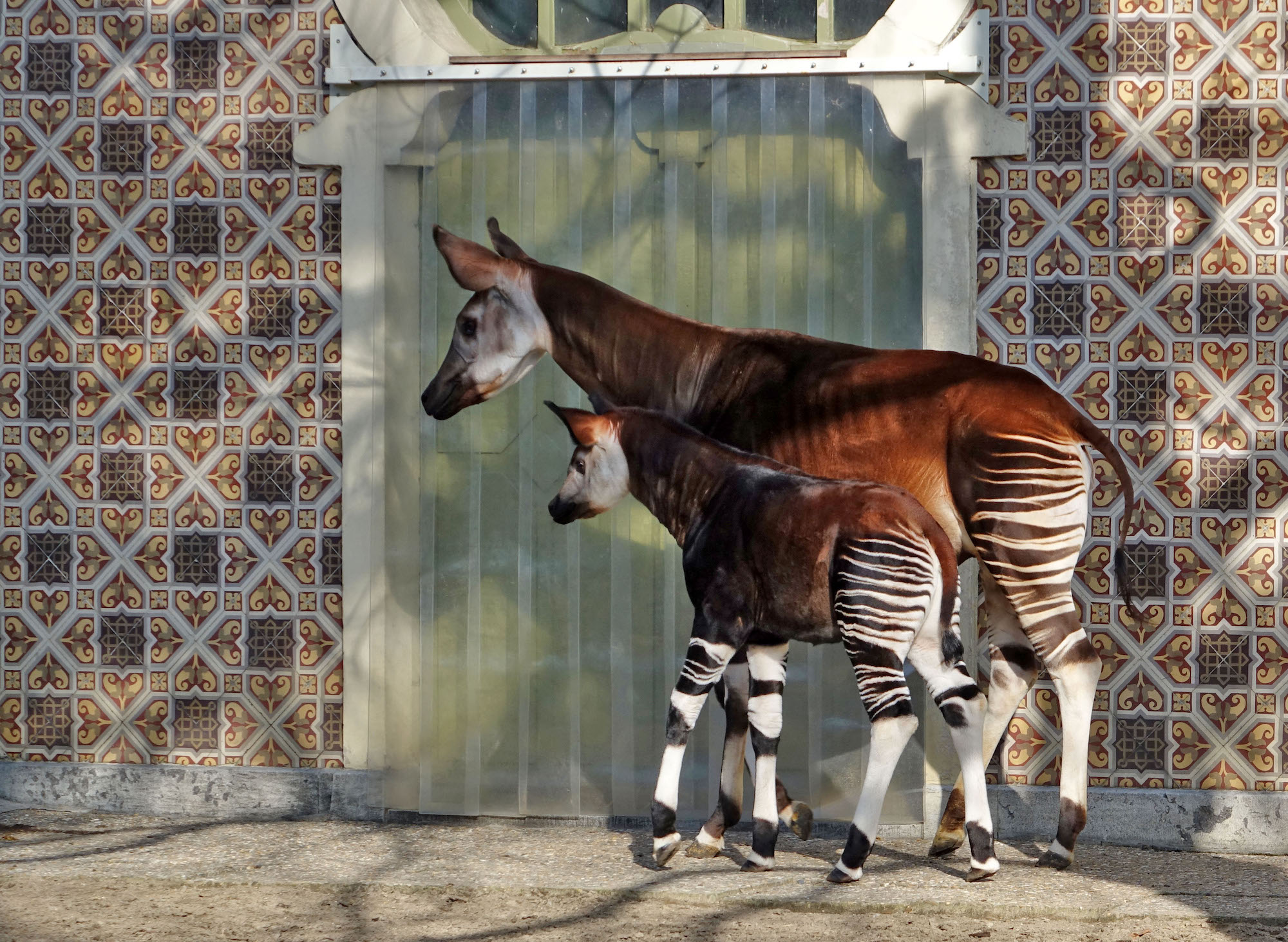 A female okapi stands next to its calf at Antwerp Zoo.