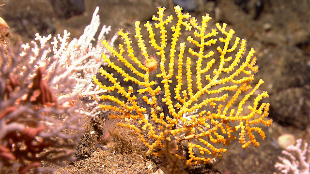 Ocean acidification and its effects on coral reef growth ...