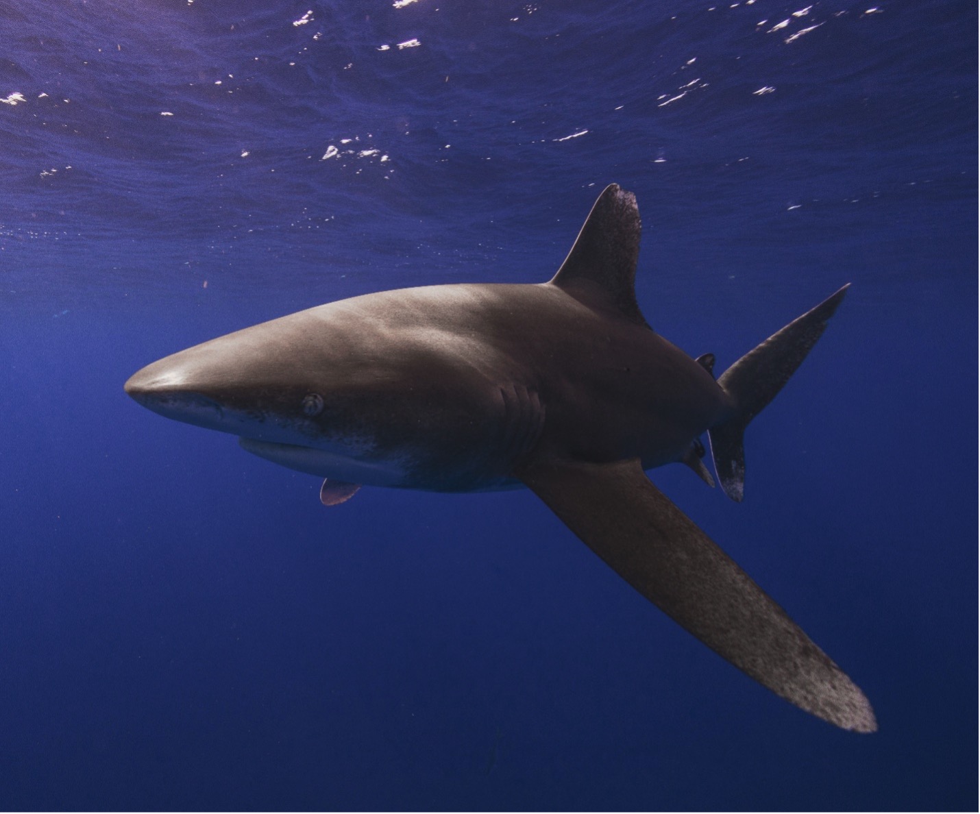 Oceanic Whitetip Shark (Carcharhinus longimanus). It was once one of the most abundant oceanic shark species in tropical seas worldwide but is now rare in some regions.