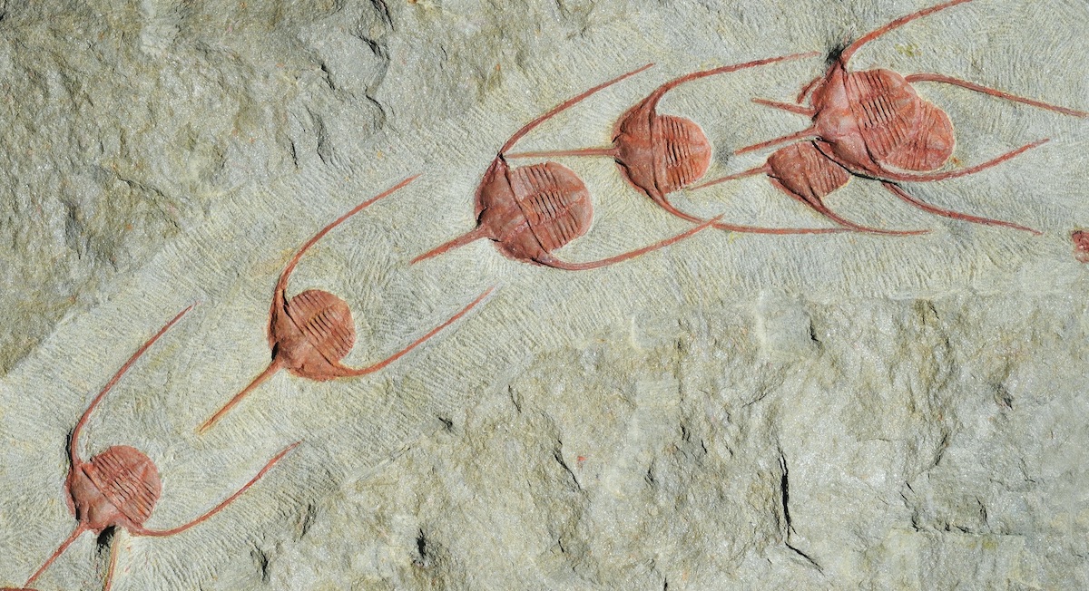 Ampyx priscus from the Fezouata Shale (Morocco) forming a single file on a rock slab.