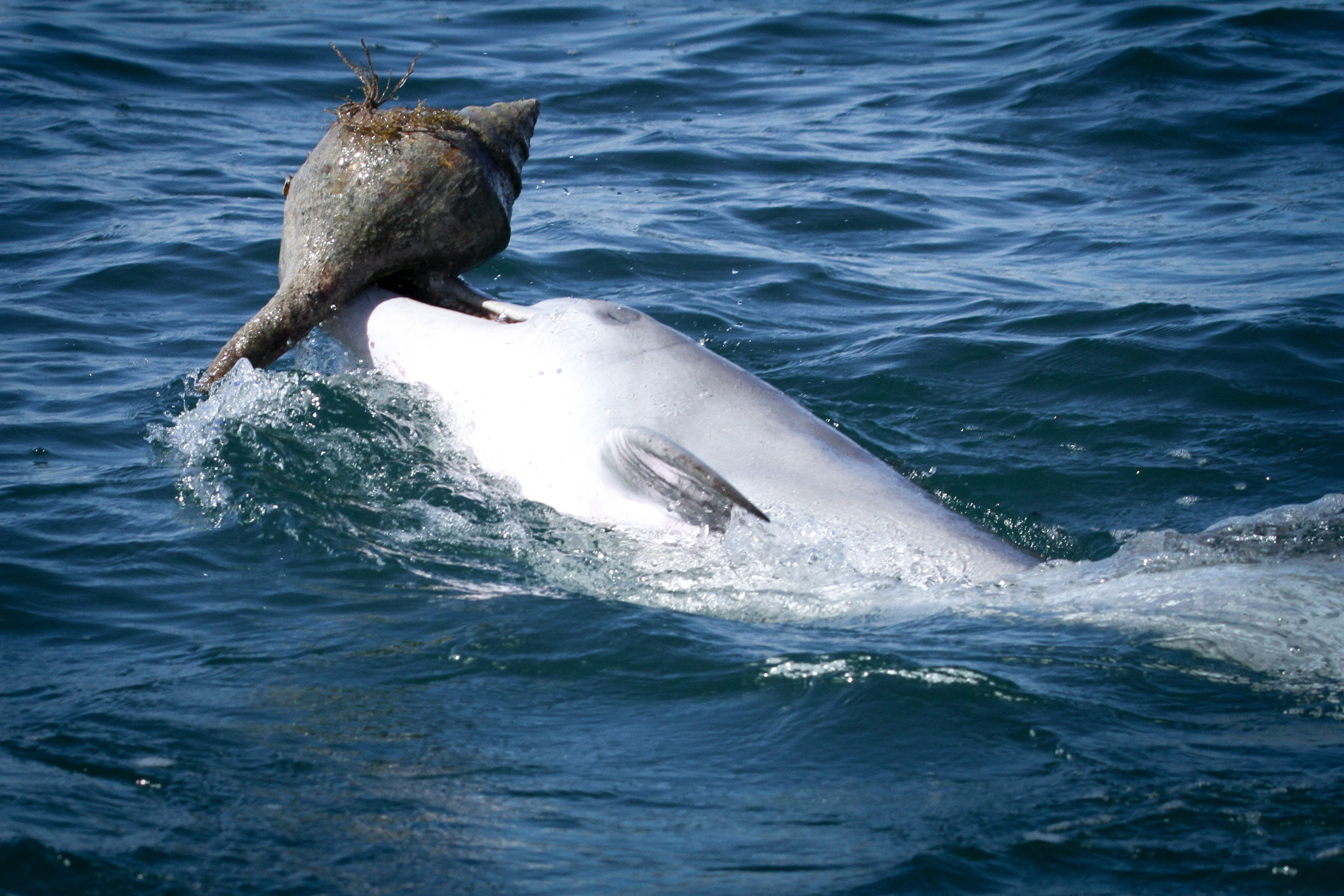 A capture of ‘shelling’ — a bottlenose dolphin in Shark bay catching prey using an empty shell