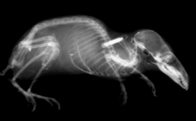 Shrew with a subcutaneous tag used for individual identification.