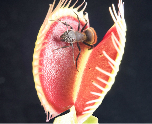 How Do Venus Flytraps Work, and What Do They Really Eat