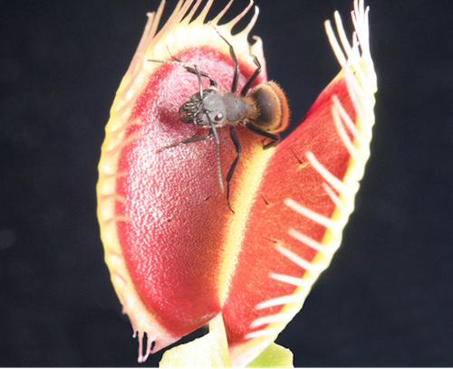 What's Inside A Venus Flytrap? 