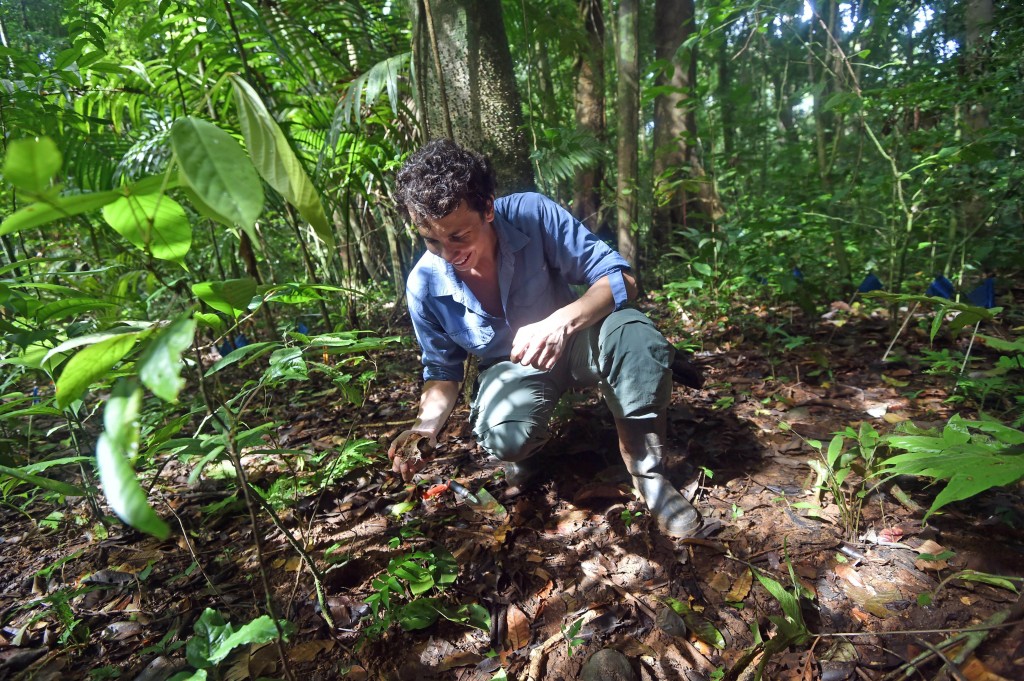 Smithsonian postdoctoral fellow and co-author of the study, Paul-Camilo Zalamea recovers seeds buried in the forest of Barro Colorado Island, Panama, to study the fungi that might have colonized them.