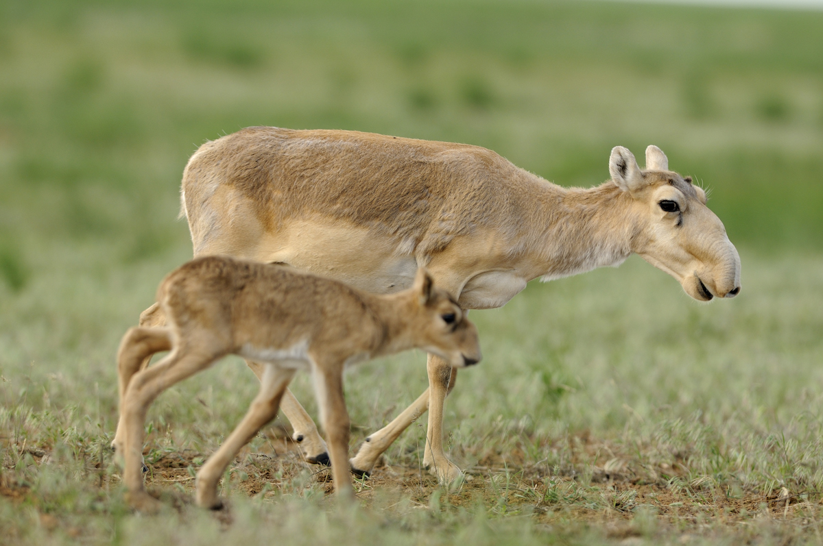 Saiga antelope