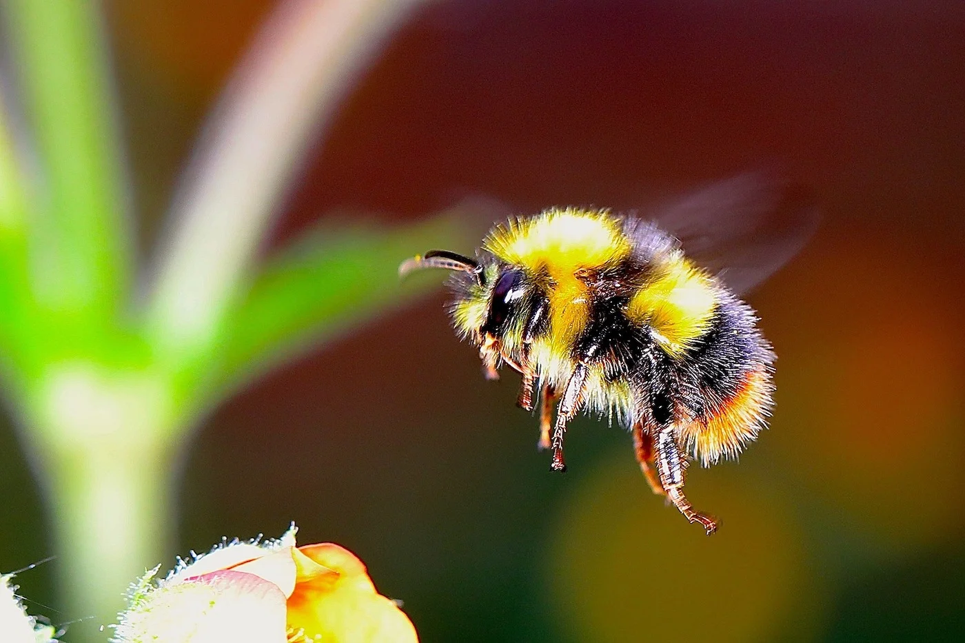 Viruses are spilling over from managed honey bees to wild bumble bees ...