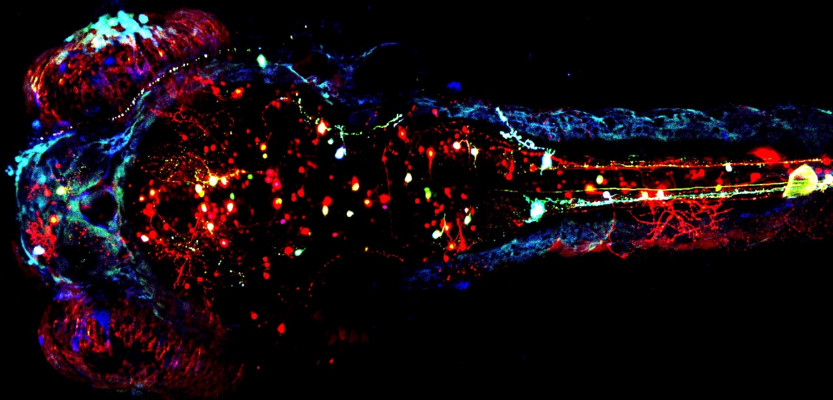 The transparent zebrafish enables the time-lapse imaging of single neurons and chromosomes in a live animal. Using multicolor fluorescent proteins (Brainbow), each neuron can be labeled independently in the zebrafish brain.