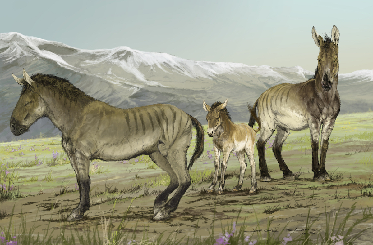 What were the ice age ‘stiltlegged’ horses of North America