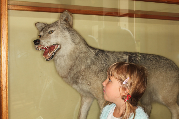 Science is instrumental to demystify the perception of the wolf in society.